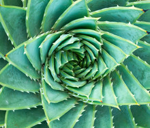 Succulents Or Cactus Succulents In Garden