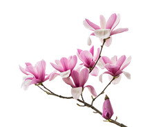 Pink Magnolia Flowers Isolated On White Background