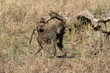 Pavian in der Savanne der Serengeti 