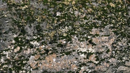 Wall Mural - Moss on the rock plant  / green moss with grass close up moss grows nature on the stone rock