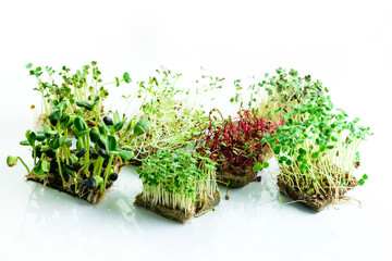 Wall Mural - microgreen dill sprouts, radishes, mustard, arugula, mustard in the range on a light background