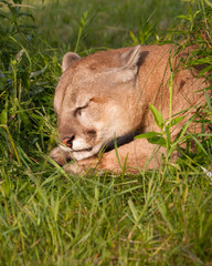 Wall Mural - Sleeping cougar