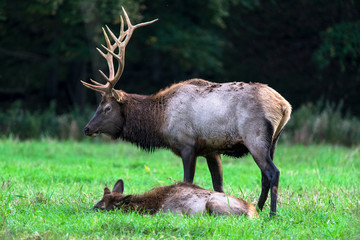 Wall Mural - Pennsylvania Elk