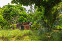 Small Dilapidated Tin Hut In The Jungle.