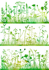 Wall Mural - Background with drawing herbs and flowers