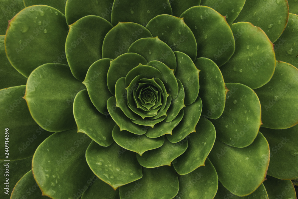 Top view of dark green succulent plant. Natural background with soft focus  Stock Photo | Adobe Stock