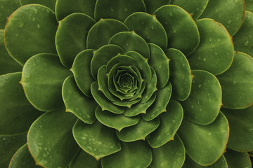 Top view of dark green succulent plant. Natural background with soft focus