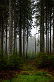 Fototapeta Las - Winter rain walk in the Black Forest Germany