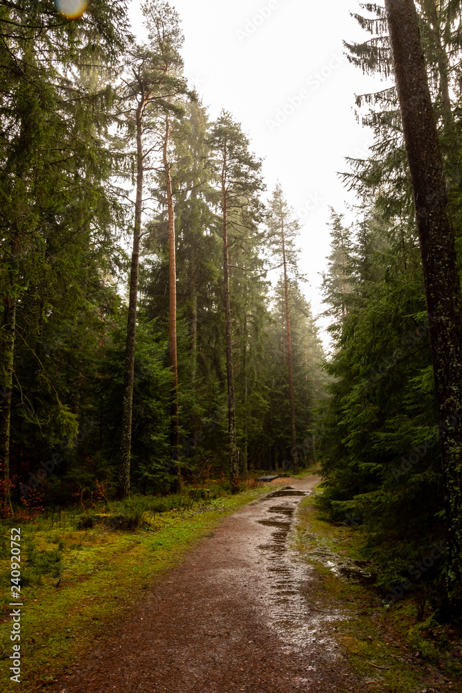 Nasser Waldweg im regnerischen Schwarzwald