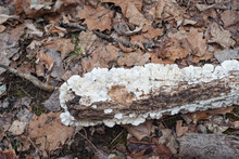 White Fungus On A Log