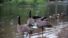 Canadian Geese Next To Lake