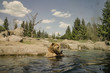 Bear Bathing