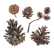 Larch and Pine Cones, watercolor illustration