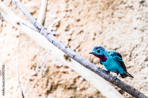 Petit Oiseau Bleu Cotinga De Cayenne Buy This Stock Photo