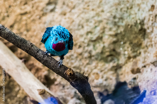 Petit Oiseau Bleu Cotinga De Cayenne Buy This Stock Photo