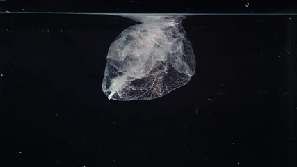 Wall Mural - plastic bag in water, pollution environmental problem concept