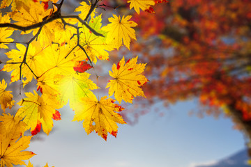 Wall Mural - beautiful branch with nice red and yellow maple leaves