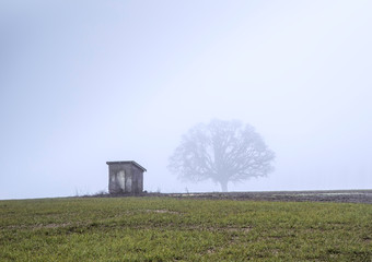 Wall Mural - rural landscape in fog