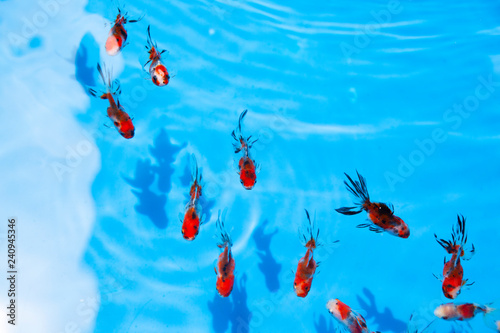 青い水中をおよぐ金魚の列とその影 Stock 写真 Adobe Stock 青い水中をおよぐ金魚の列とその影 Stock 写真 Adobe Stock