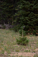 Wall Mural - Lost Creek Wilderness Summer 2018