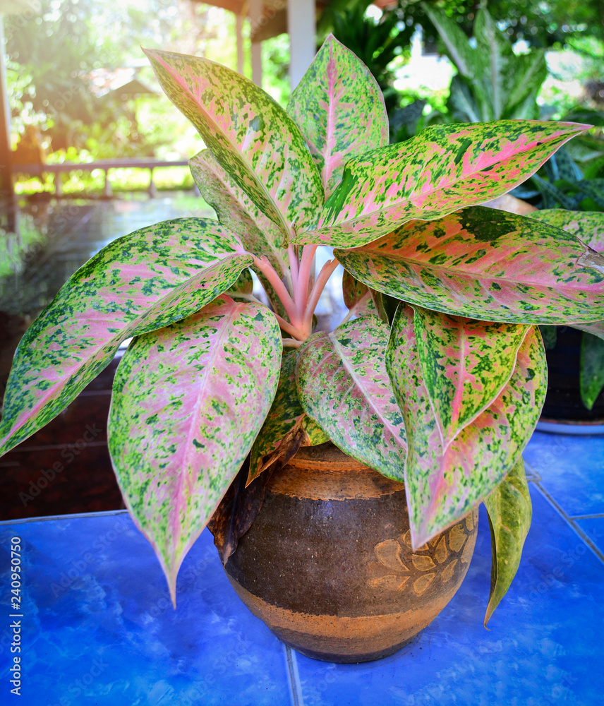 green sage plant Shop 'Salvia greggii Yellow Sage Plant' Care & Info main image 1