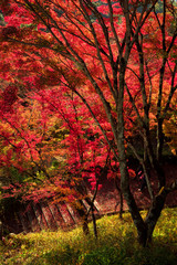 Fototapete - Autumn leaf landscape, Kyoto, Japan