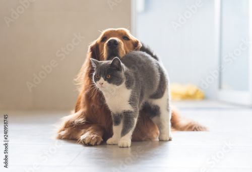 Golden Retriever Dog And British Short Haired Cats Buy This