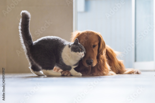 Golden Retriever Dog And British Short Haired Cats Buy This