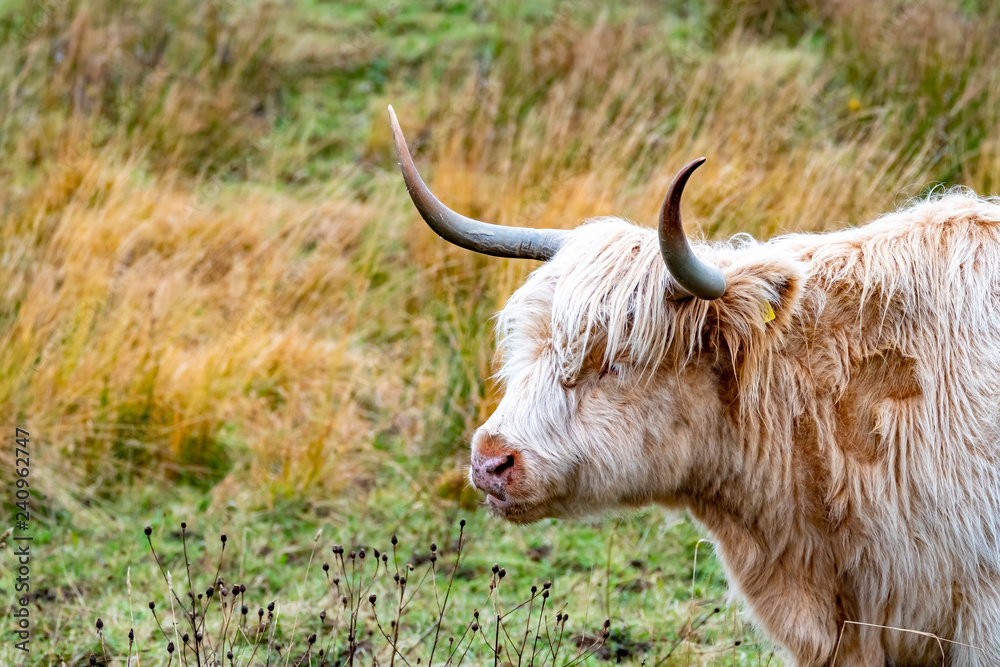 Highland cattle - Bo Ghaidhealach -Heilan coo - a Scottish cattle breed ...