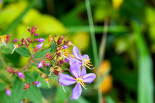 Ckicket In Purple Flowers In The Garden
