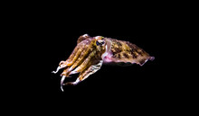 Common Cuttlefish In Closeup Isolated On A Black Background, Funny Aquarium Pet