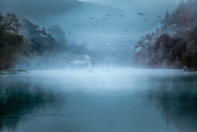 Gulls In The Mist On Tranquil Morning