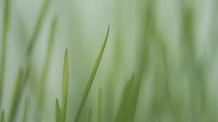 Wall Mural - Defocus green spring grass in slow motion