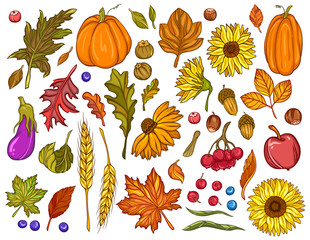 Fall clip art set with leaves, flowers, berries nuts, pumpkins and eggplant. Vector illustration of autumn flowers and harvest elements isolated on white background.