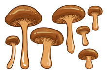 Forest Mushrooms. Isolated Vector Illustrations Of Brown Mushrooms.