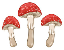 Red Amanita Mushrooms. Isolated Vector Illustration.