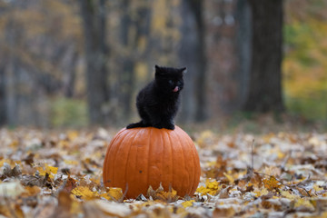 Wall Mural - black kitten sitting on pumplin in forest