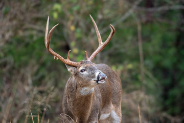 Poster - White-tailed deer buck lip curl