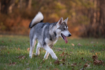 Wall Mural - Siberian Husky and fall colors