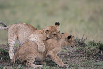 Wall Mural - Two lion cubs playing