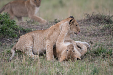 Wall Mural - Two lion cubs playing