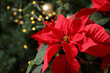 Beautiful poinsettia and space for text on blurred background. Traditional Christmas flower