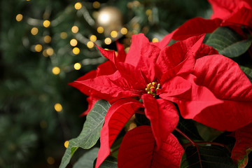beautiful poinsettia and space for text on blurred background. traditional christmas flower