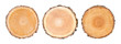 © CaptureAndCompose - Set of three big tree trunks cut from the woods. Textured surface with rings and cracks. Neutral background made of hardwood from the forest.