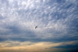 Fototapeta Na sufit - Seagull in Cirrus Clouds