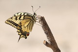 Motyl Paź Królowej