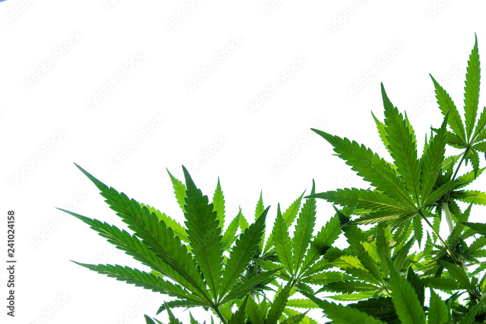 Marijuana plant - obrazy, fototapety, plakaty 