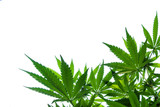 Fototapeta  - Marijuana plant