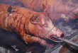 Whole grilled pig