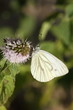 Motyl Bielinek Bytomkowiec